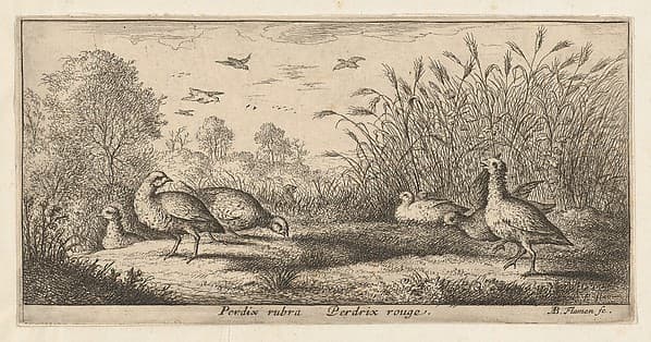 Perdix rubra, Perdix rouge (The Red-Legged Partridge), from "Livre d'Oyseaux" (Book of Birds), by Albert Flamen