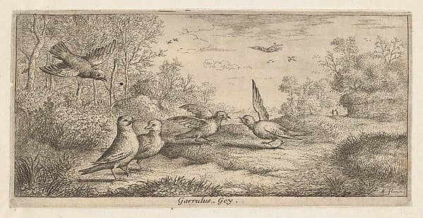 Garrulus, Gey (The Jay), from "Livre d'Oyseaux" (Book of Birds), by Albert Flamen