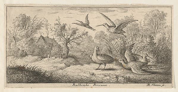 Rusticula, Beccasse (The Woodcock), from "Livre d'Oyseaux" (Book of Birds), by Albert Flamen
