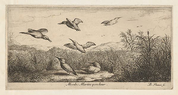 Alcedo, Martin-pescheur (The Kingfisher), from "Livre d'Oyseaux" (Book of Birds), by Albert Flamen