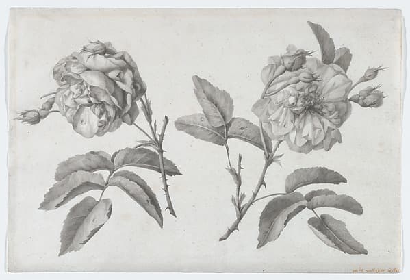 Two Roses, by Anne Vallayer-Coster