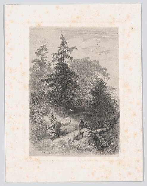 Two Pheasants in a Forest, by Karl Bodmer