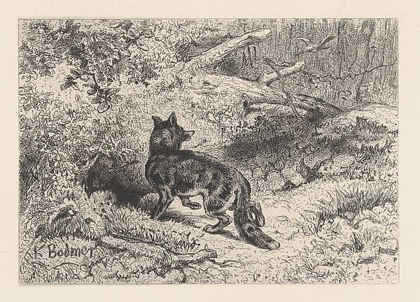 A Fox, from "Eaux-Fortes Animaux & Paysages", by Karl Bodmer