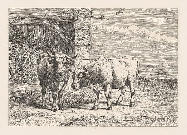 Bulls, from "Eaux-Fortes Animaux & Paysages", by Karl Bodmer