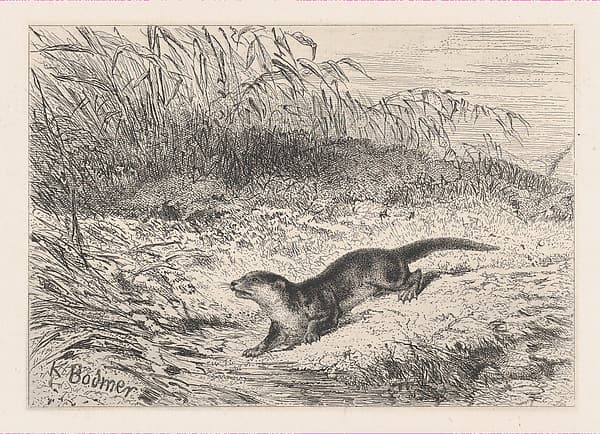 An Otter, from "Eaux-Fortes Animaux & Paysages", by Karl Bodmer