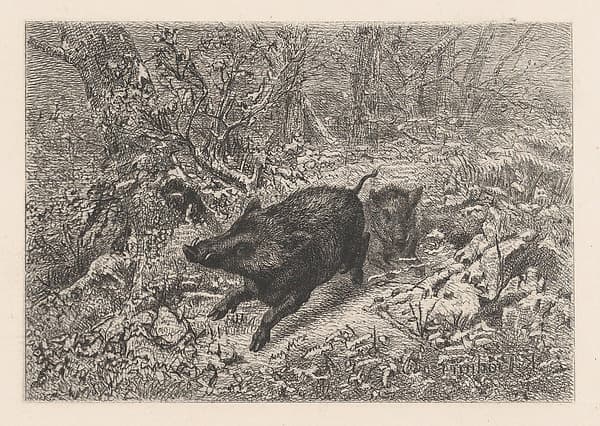 Wild Boar, from "Eaux-Fortes Animaux & Paysages", by Karl Bodmer
