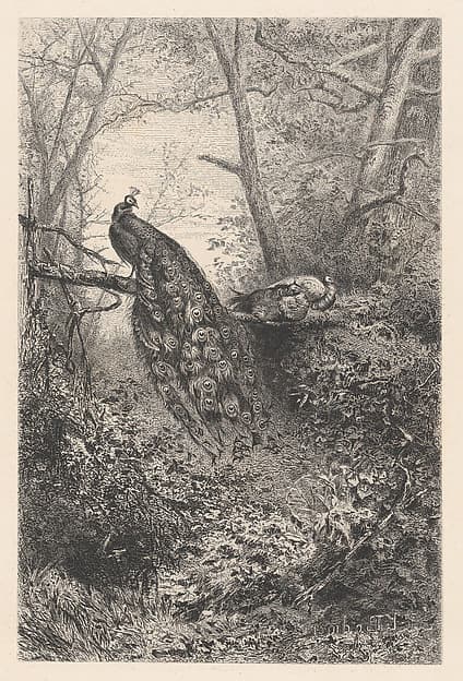 Peacocks on a Branch, by Karl Bodmer