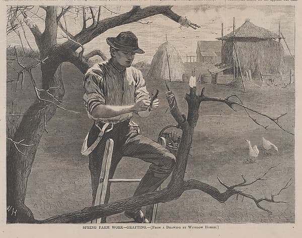 Spring Farm Work – Grafting (from "Harper's Weekly," Vol. XIV), by Winslow Homer