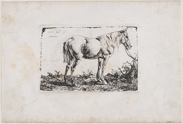 Horse Standing, by Adam von Bartsch