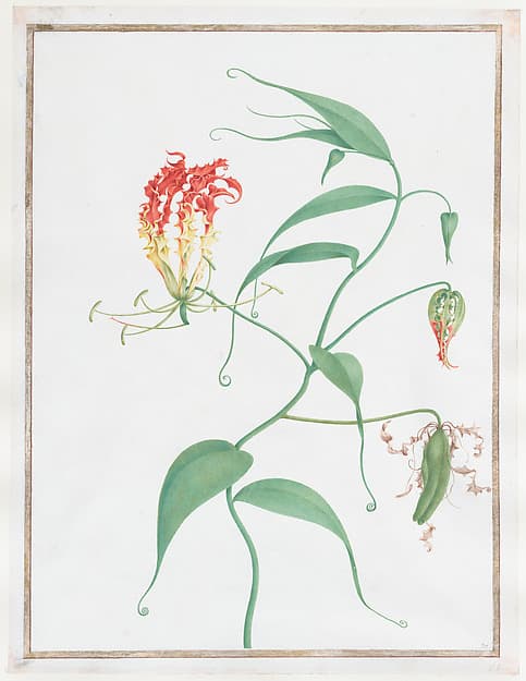 Gloriosa Superba (Climbing Lily), by Pierre Joseph Redouté