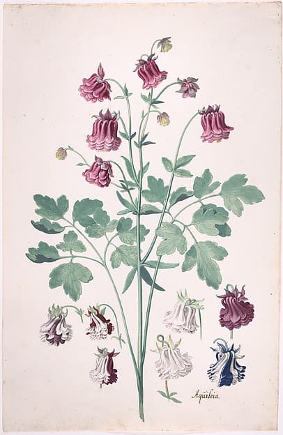 A Columbine or Granny's Bonnet (Aquilegia), with Additional Studies of Flowers, by Pieter Holsteyn II