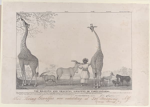 The Majestic and Graceful Giraffes, or Cameleopards, with some Rare Animals of the Gazelle Species, by Edward Williams Clay
