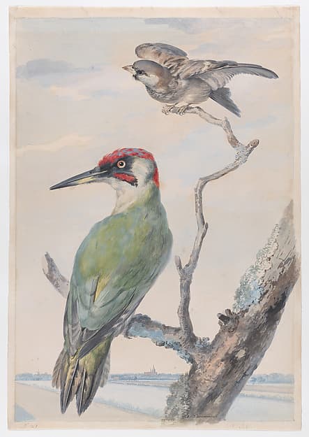 A Green Woodpecker and a Sparrow in a Tree, by Aert Schouman