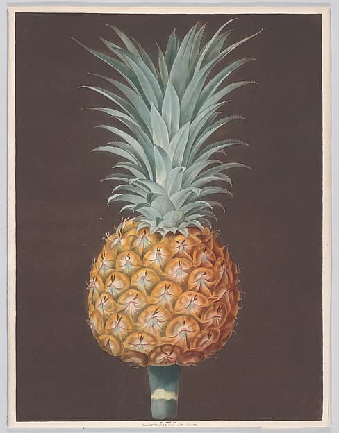 The Brown Havannah Pine, by George Brookshaw