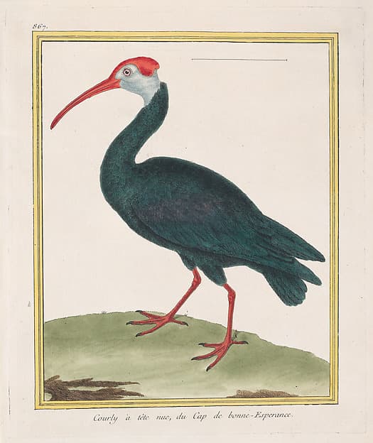 Courly à tête nu, du Cap de bonne Esperance (Bald Ibis from the Cape of Good Hope), from "Histoire Naturelle de Oiseaux", by François Nicolas Martinet