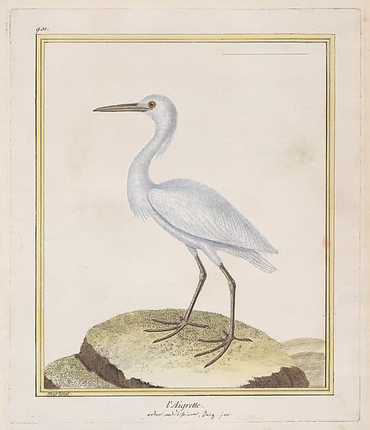 L'Aigrette (Egret), from "Histoire Naturelle de Oiseaux", by François Nicolas Martinet