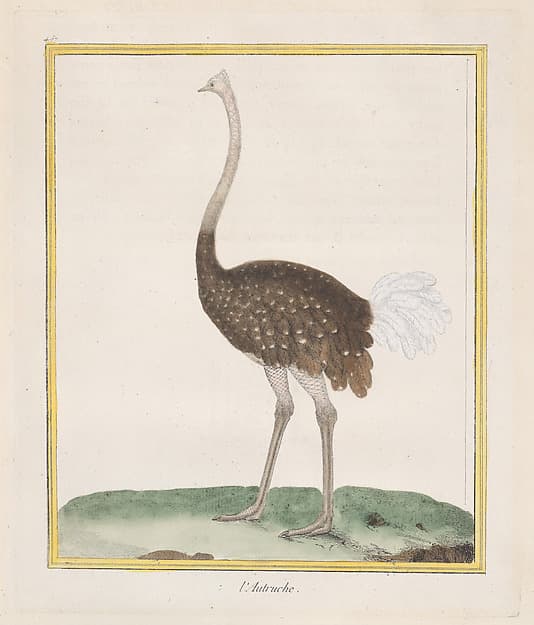 Autruche (Ostrich), from "Histoire Naturelle de Oiseaux", by François Nicolas Martinet