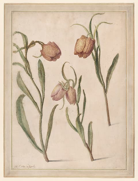 Study of Three Fritillaries, by Herman Saftleven II