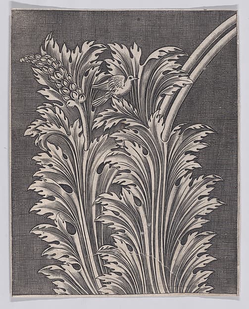 Acanthus Leaves, by Anonymous, Italian, 16th to early 17th century