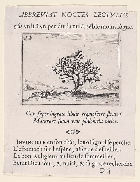 Le Rossignol Posé sur un Buisson (A Nightengale Standing on a Bush), plate 14 from "Lux Claustri ou La Lumière du Cloitre" (The Light of the Cloisters), by Jacques Callot