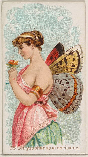 Card 38, Chysophanus Americanus, from the Butterflies series (N183) issued by Wm. S. Kimball & Co., by William S. Kimball & Company