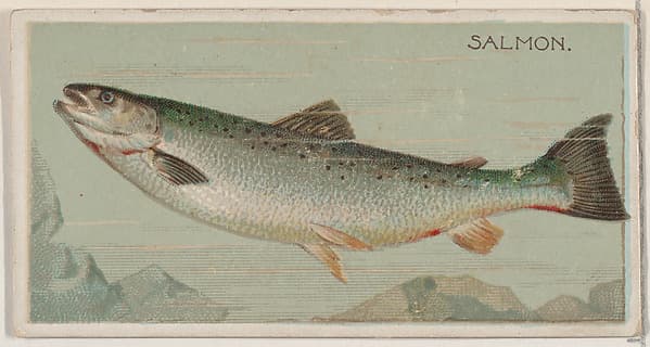 Salmon, from the series Fishers and Fish (N74) for Duke brand cigarettes, by Knapp & Company