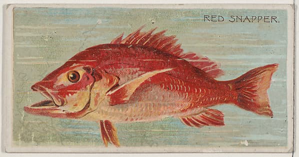 Red Snapper, from the series Fishers and Fish (N74) for Duke brand cigarettes, by Knapp & Company