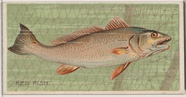 Red Fish, from the series Fishers and Fish (N74) for Duke brand cigarettes, by Knapp & Company