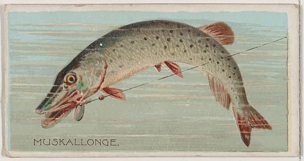 Muskallonge, from the series Fishers and Fish (N74) for Duke brand cigarettes, by Knapp & Company