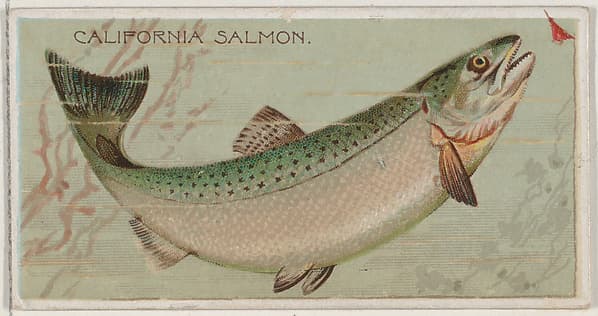 California Salmon, from the series Fishers and Fish (N74) for Duke brand cigarettes, by Knapp & Company