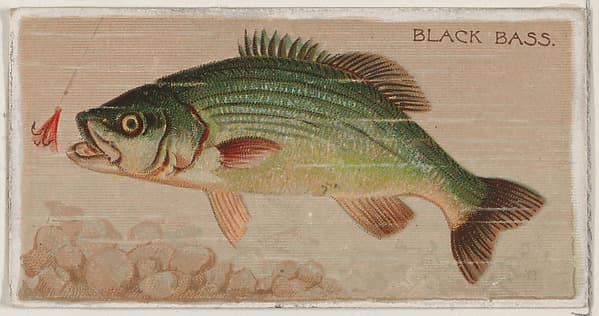 Black Bass, from the series Fishers and Fish (N74) for Duke brand cigarettes, by Knapp & Company