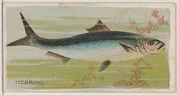 Herring, from the series Fishers and Fish (N74) for Duke brand cigarettes, by Knapp & Company