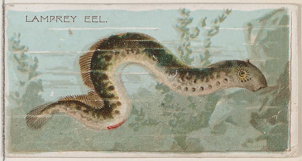 Lamprey Eel, from the series Fishers and Fish (N74) for Duke brand cigarettes, by Knapp & Company