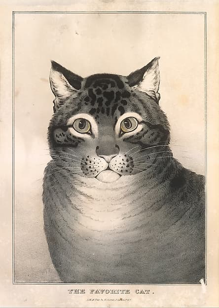 The Favorite Cat, by Nathaniel Currier