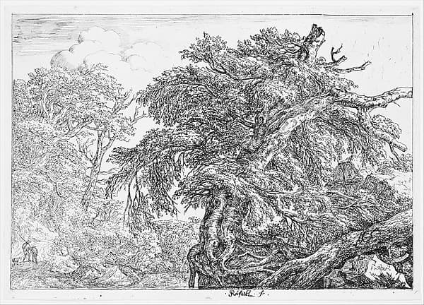 The Great Beech, by Jacob van Ruisdael