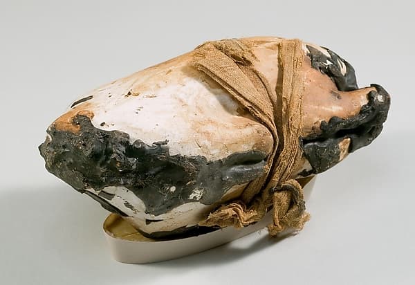Food Case Probably Containing a Preserved Pigeon