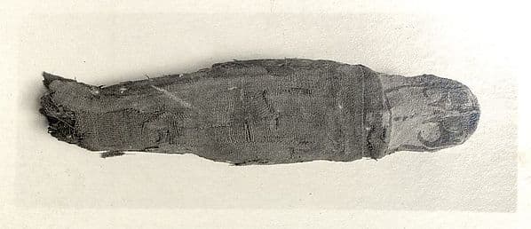 Sacred animal mummy of falcon