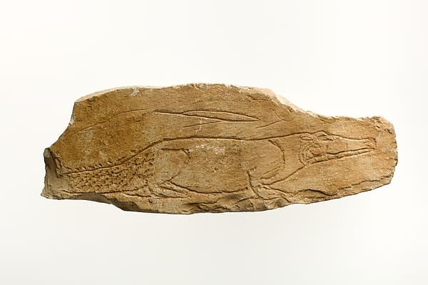 Ostracon with sketch of a crocodile