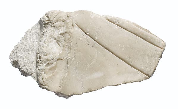 Left rear quadrant of a head of Akhenaten or Nefertiti wearing an upright crown