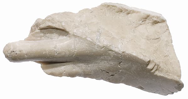 Foot fragment