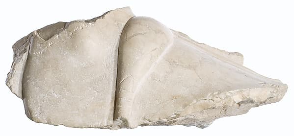 Foot fragment