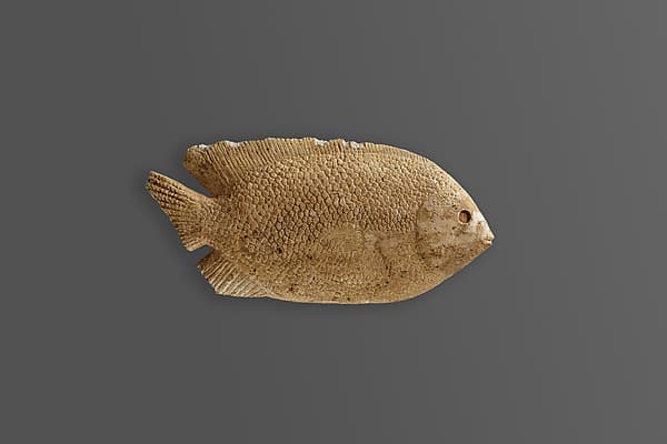 Dish, fish