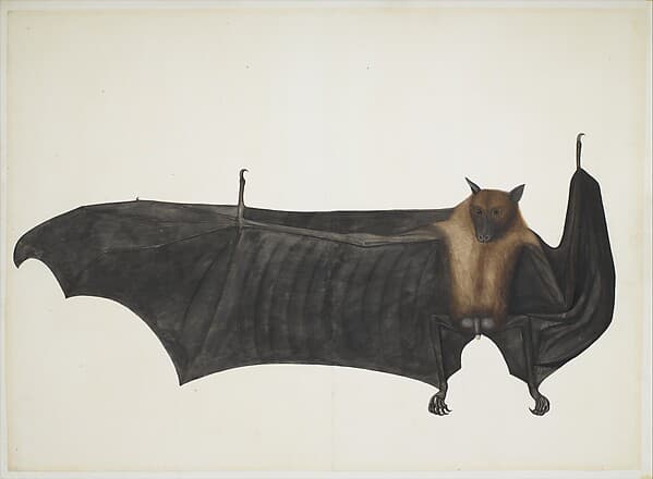 Great Indian Fruit Bat, by Bhawani Das
