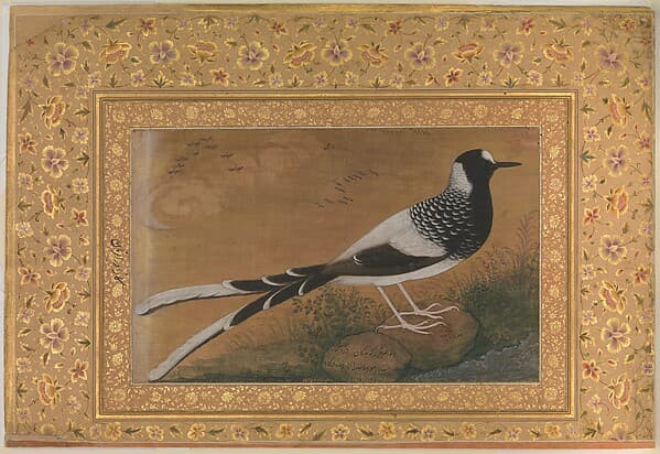 "Spotted Forktail", Folio from the Shah Jahan Album, by Abu'l Hasan