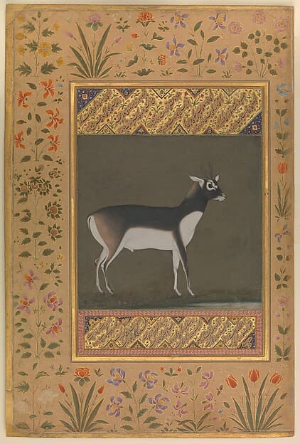 "Black Buck", Folio from the Shah Jahan Album, by Manohar