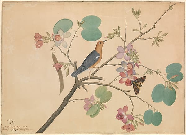 An Orange-Headed Ground Thrush and a Death's-Head Moth on a Purple Ebony Orchid Branch, by Shaikh Zain al–Din