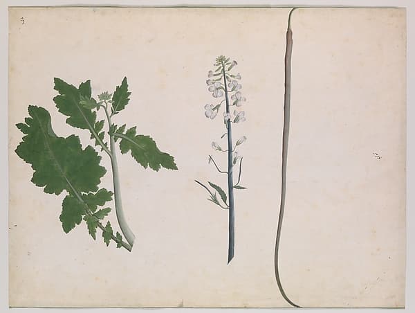 A Radish Plant, Seed, and Flower