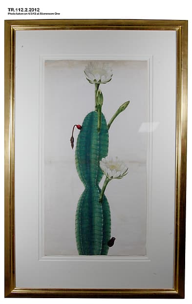 Cactus Plant in Flower