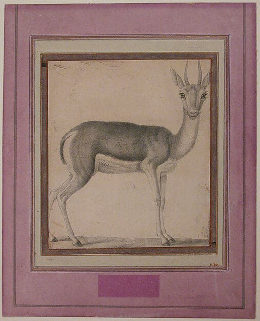 Gazelle
