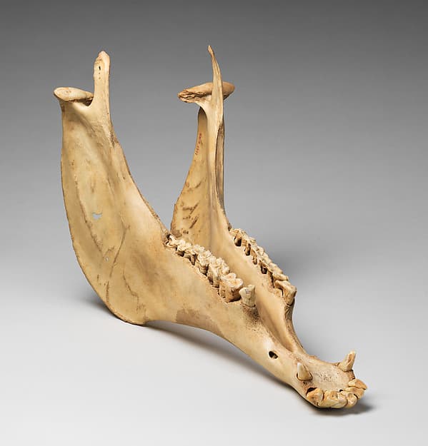 Jawbone
